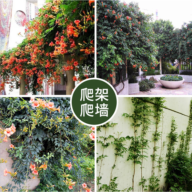 美国凌霄花苗藤本植物攀援花卉庭院爬藤植物爬山虎苗紫藤花苗包邮