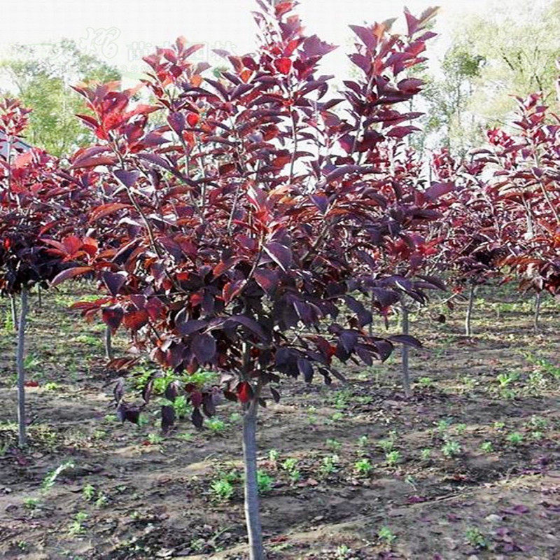 绿化工程紫叶李红叶李树苗庭院植物当年结果可吃行道树紫叶李苗
