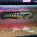 黑魔神雷龙鱼活体龙鱼配鱼肉食大型雷龙鱼热带凶猛鱼观赏鱼宠物鱼