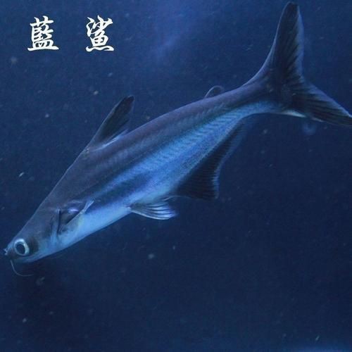 淡水鲨鱼蓝鲨鱼虎头鲨白化鲨蓝鲨鱼