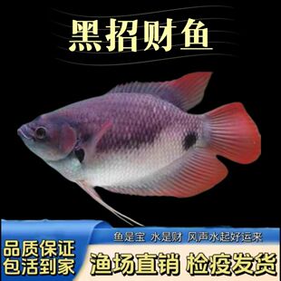 红尾招财鱼战船活体黑眼红眼白招财发财鱼黑招财热带风水鱼观赏鱼