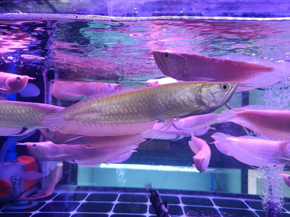 10-16cm白子银龙鱼苗活体活的热带观赏鱼大型黄化红眼白子银龙鱼