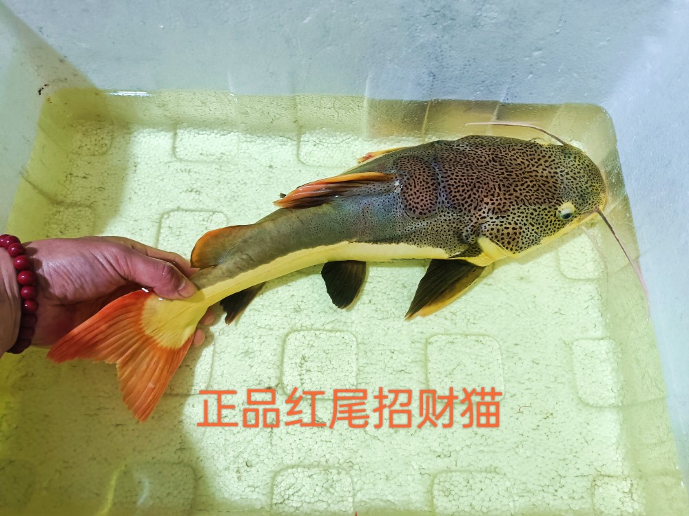 正品红尾招财猫鱼活体短身黄金猫可爱狗仔鲸凶猛大型热带观赏鱼宠