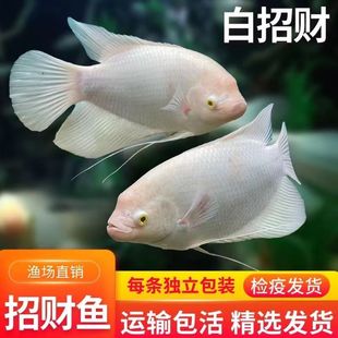 黑眼招财鱼战船鱼活体黑眼白招财发财鱼古代红尾战船鱼热带观赏鱼