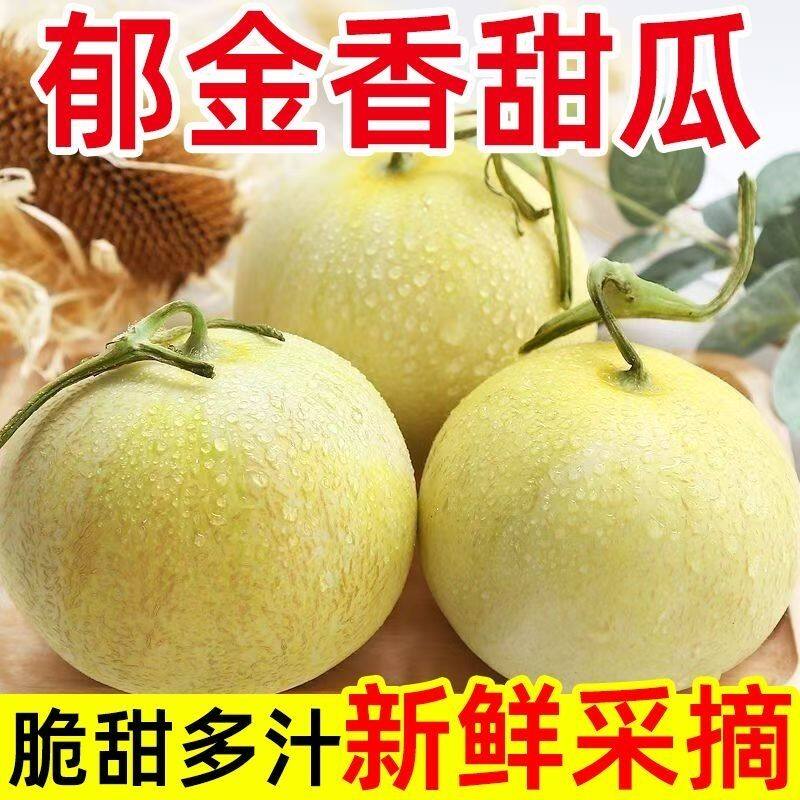 【现摘现发】云南郁金香甜瓜香甜多汁新鲜水果甜瓜白沙蜜瓜香瓜 M