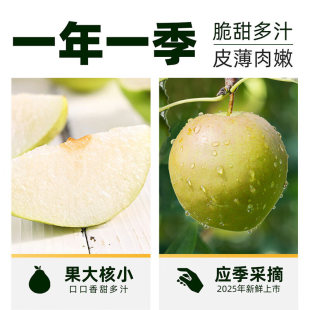 隰县玉露香梨当季水果脆梨爆汁无渣 产地直发LLL