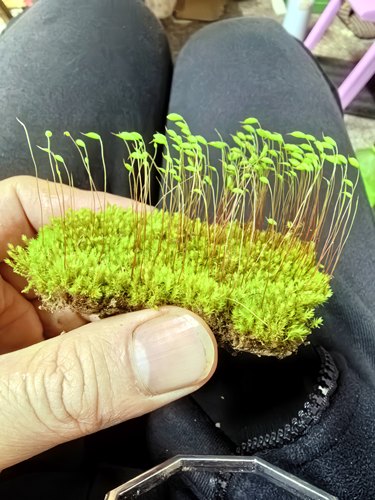 葫芦藓带孢子蕨类植物苔藓孢子囊学校教学专用实验学生学习鳞毛蕨