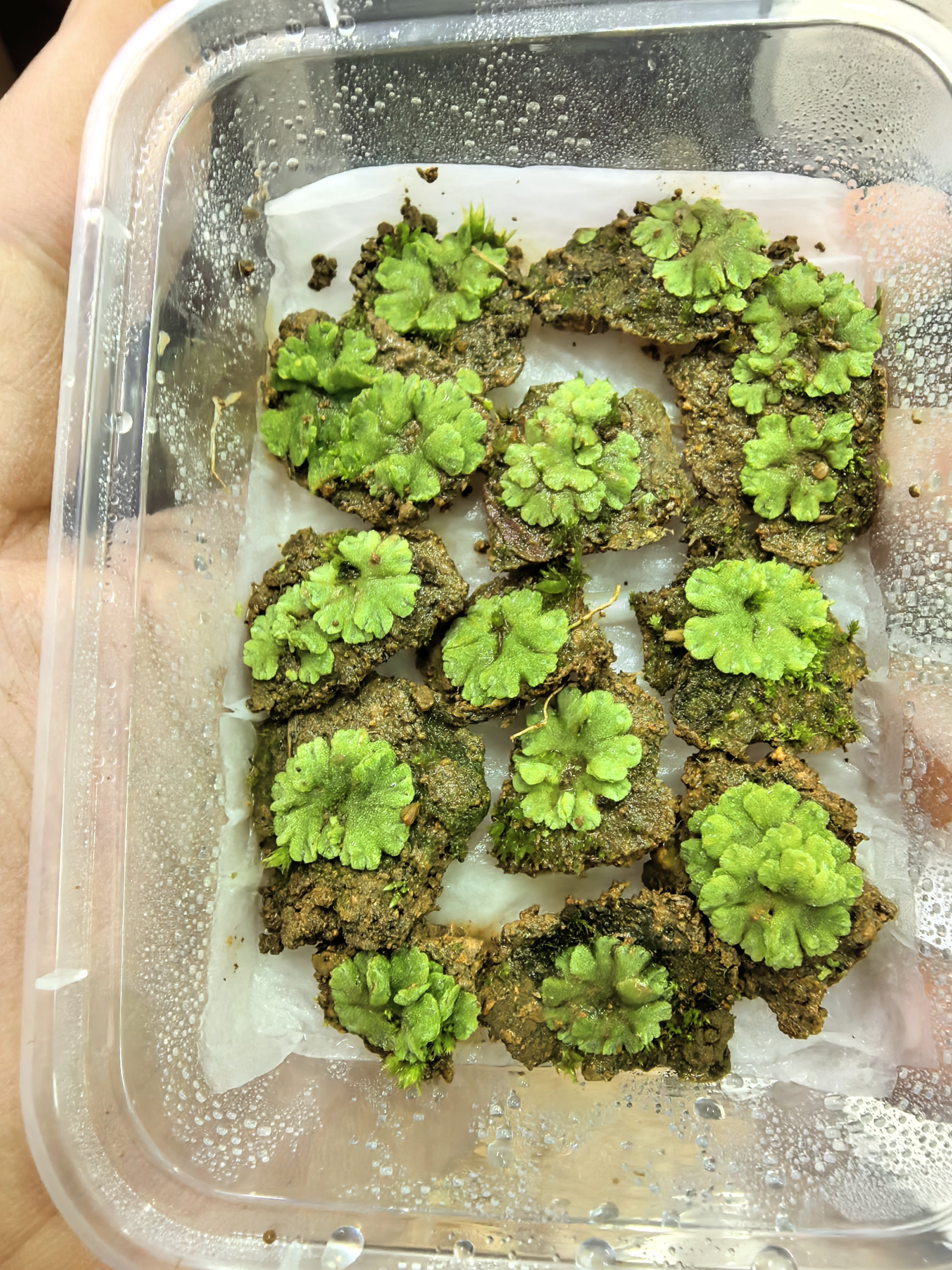 微景观植物超级迷你地钱地苔藓钱苔造景学习上课研究微型生态瓶