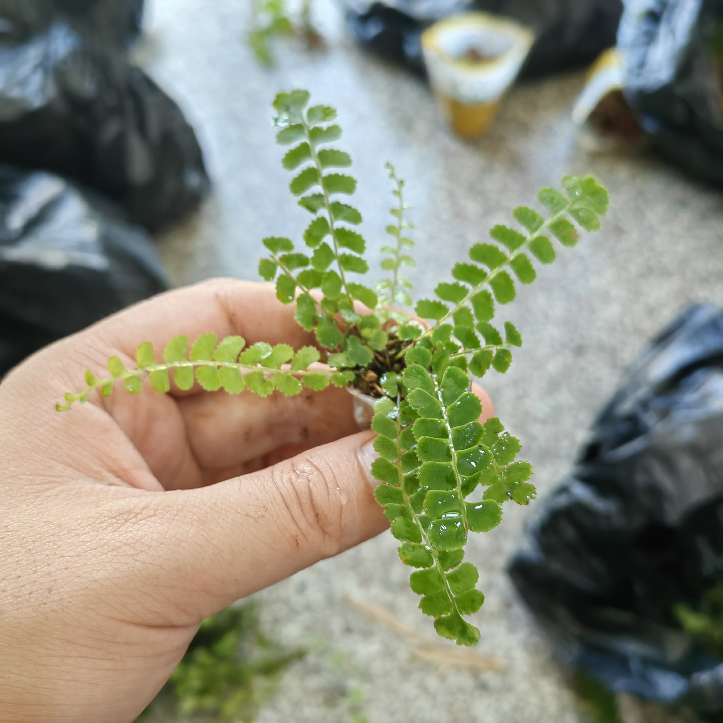 迷你蕨类团叶鳞始蕨少见原生态雨林缸造景植物微景观多年生材料