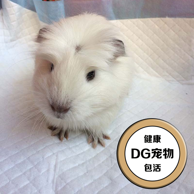 纯白黑眼长顺冠毛荷兰猪天竺鼠活体豚鼠宠物包活包健康公猪猪 东莞宠物店 淘优券
