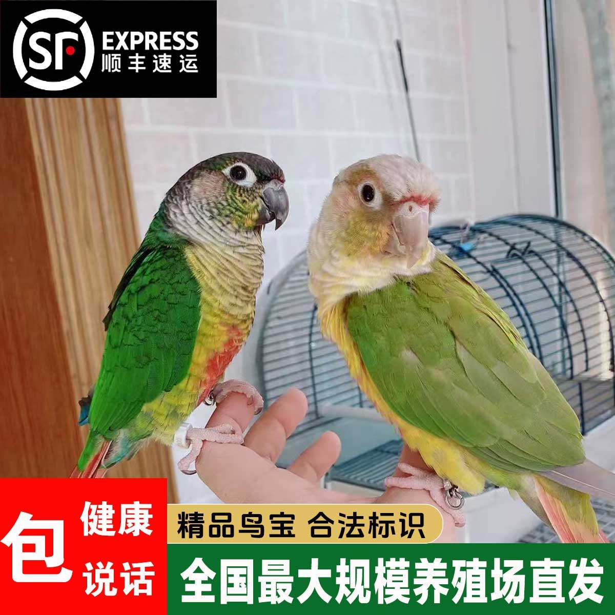 高趴小太阳鹦鹉肉桂绿颊黄边凤梨蓝化雏鸟活鸟手养宠物亲人会说话