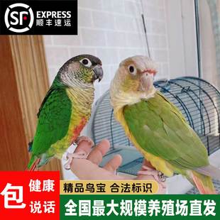小太阳鹦鹉 肉桂绿颊黄边凤梨蓝化雏鸟活鸟手养宠物亲人会说话