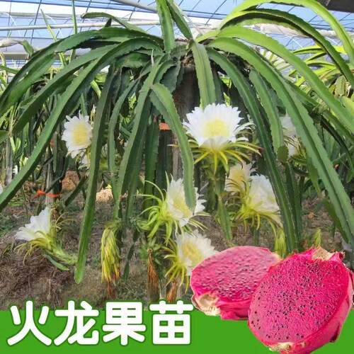 火龙果树果苗红心庭院阳台四季
