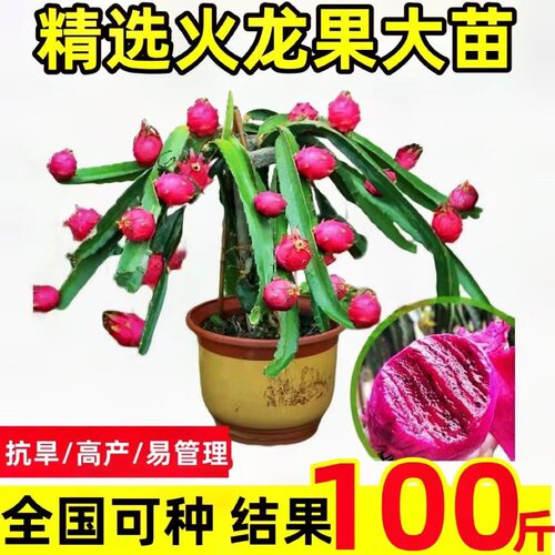 红心火龙果树苗家庭阳台庭院四季南北种植盆栽水果种苗当年结果