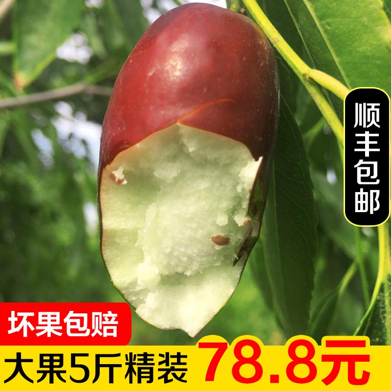 正宗灵武长枣宁夏大枣红枣现摘枣子脆甜当季孕妇水果新鲜冬枣5斤
