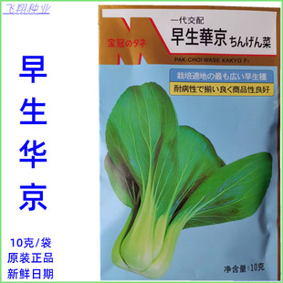 日本武藏野早生华京2号青梗菜种子上海青油菜种青菜四季蔬菜种孑