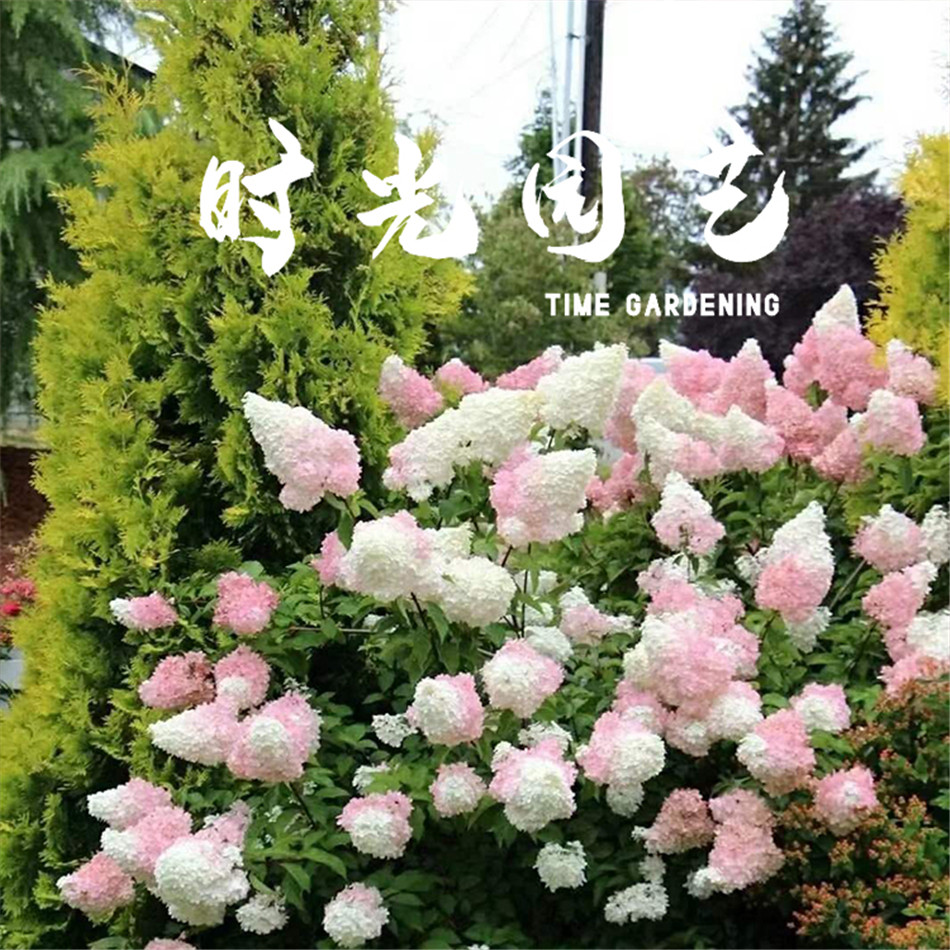 圆锥绣球【香草草莓】耐晒耐寒灌绣球/木绣球/圆锥乔