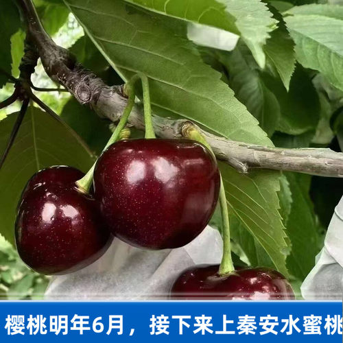 2026甘肃天水套袋大樱桃甜度高现摘现发产地直发顺丰航空直邮