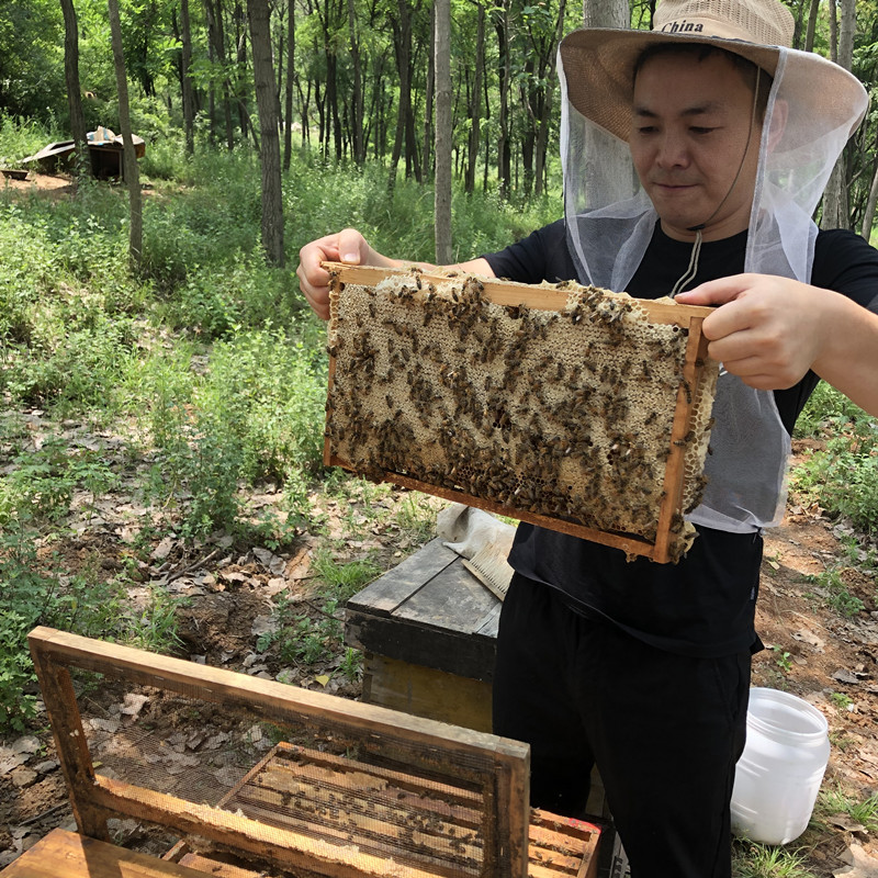 任家蜂业知乎任林鹏2020年百花蜂巢蜜天然农家自产有新巢蜜老巢蜜