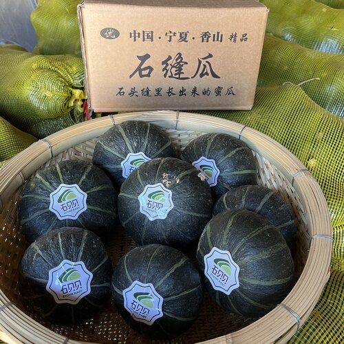 来自宁夏沙漠戈壁滩的石贝贝南瓜