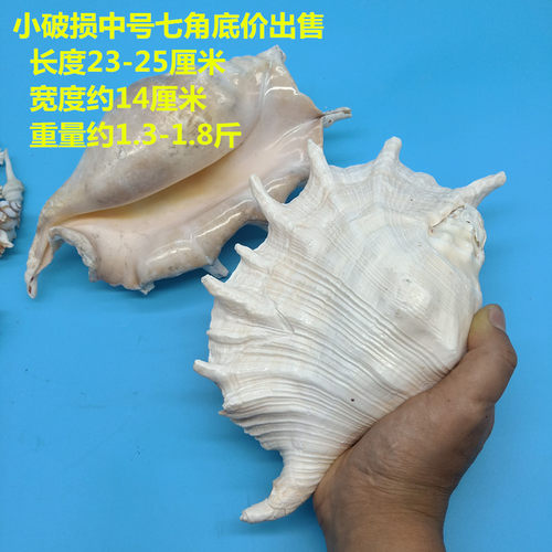 天然海螺贝壳小破损七