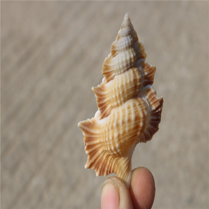 天然稀有贝壳海螺翼 螺居家装饰拍摄道具收藏创意礼品标本大贝壳