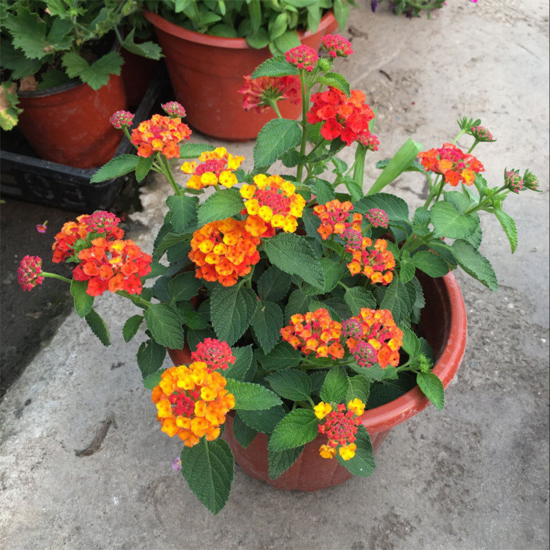 五色梅盆栽 马樱丹七姐妹花卉绿植 室外阳台庭院植物 花期长