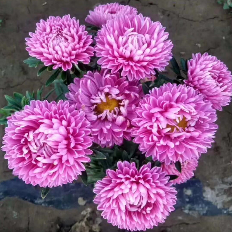 观花翠菊种子四季播江西腊七月菊花种子室内阳台盆栽绿植植物花籽
