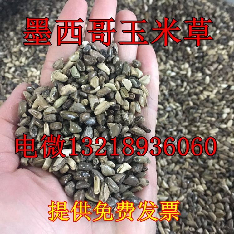 墨西哥玉米草种子南方养殖高产猪牛羊鱼牧草种籽耐旱耐贫瘠草籽