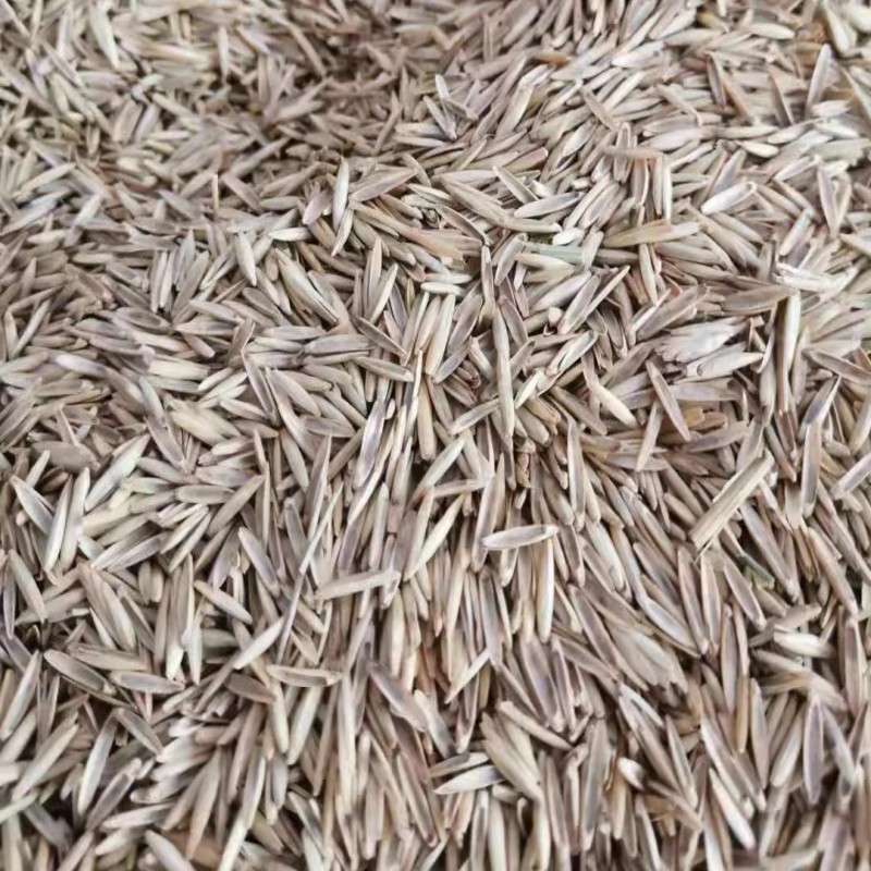 冰草种子羽牧草固土护坡扁穗草籽植被恢复防风固沙先锋草野麦子籽