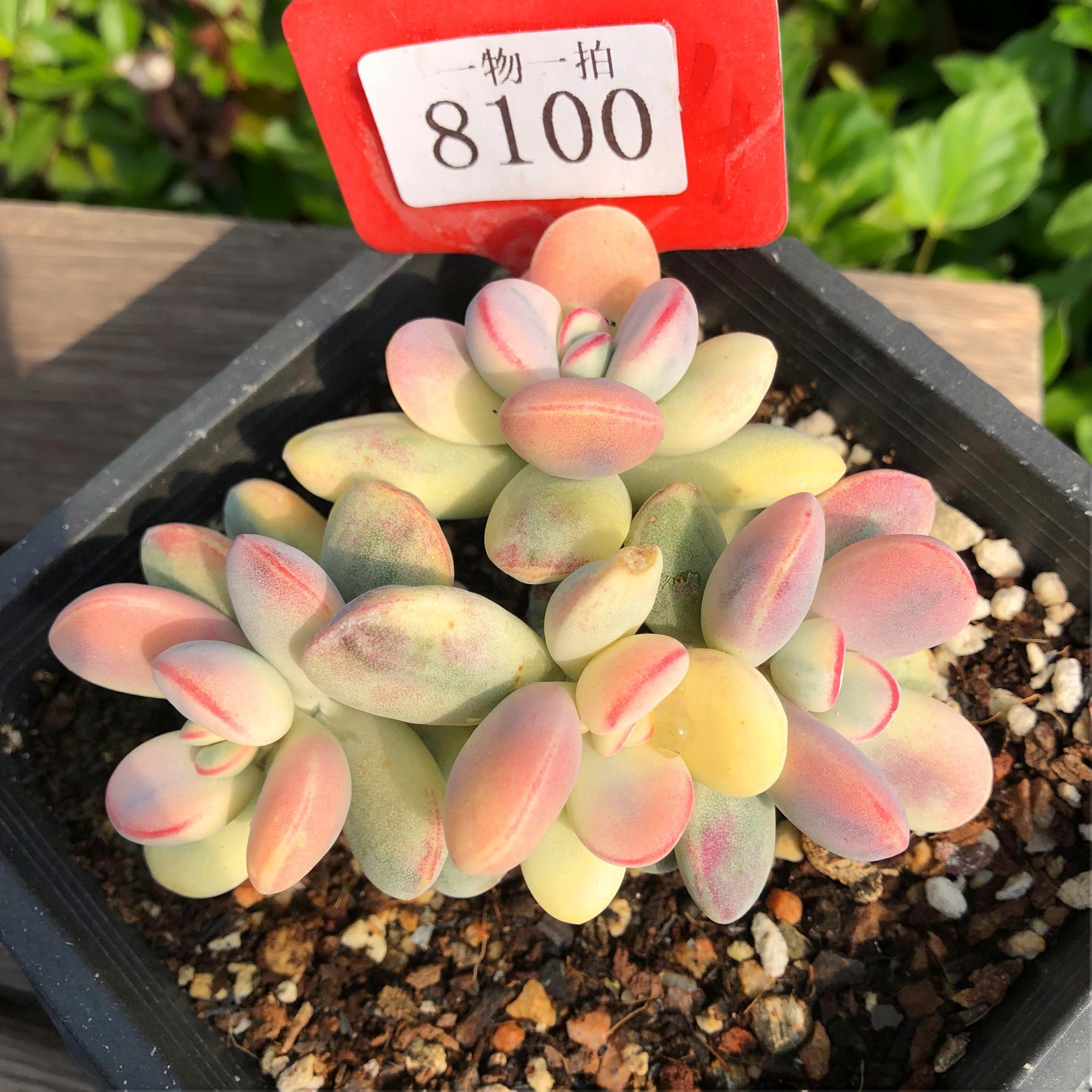 乒乓福娘锦一物一拍覆轮西瓜全锦