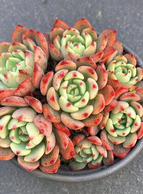 多肉植物群生状态新手好养活