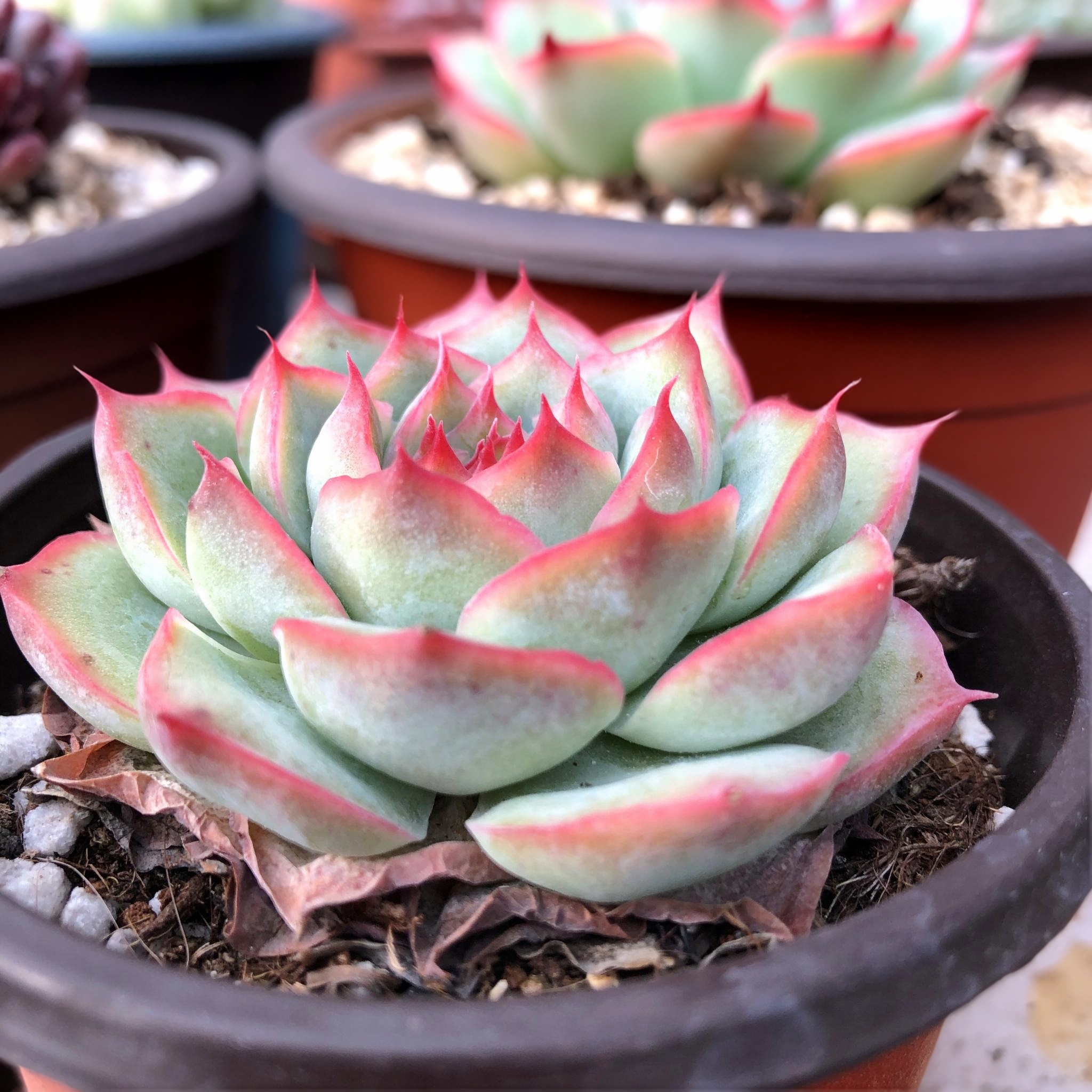 植物阳台植物一物一拍