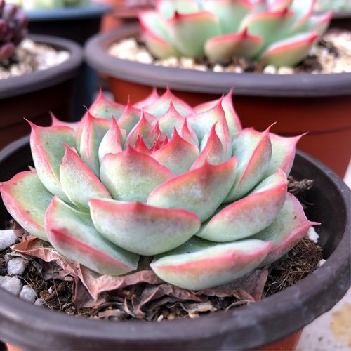 植物阳台植物一物一拍