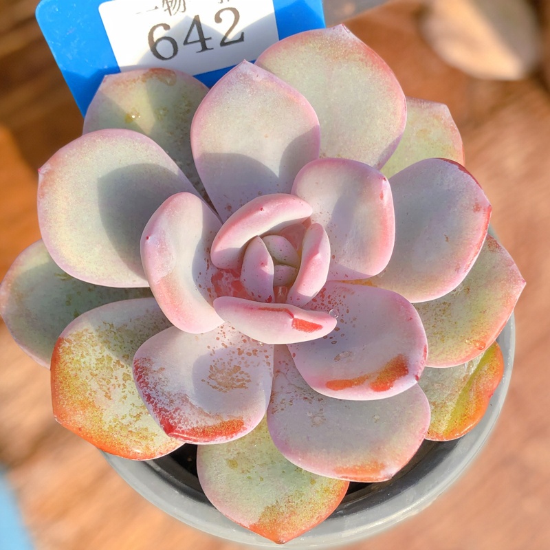 奶茶多肉植物一物一拍