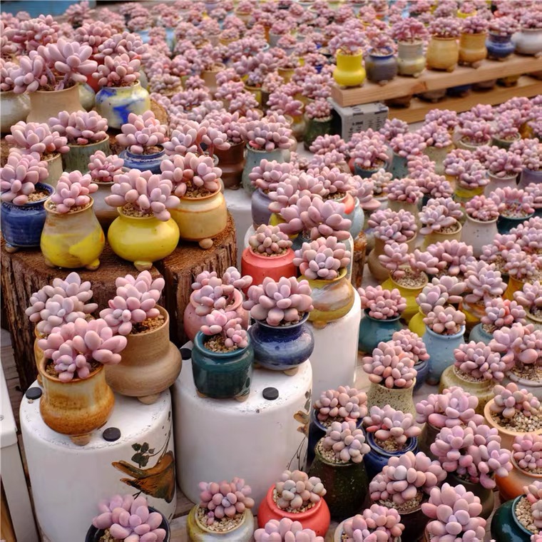 粉色桃蛋一物一拍群生桩多肉植物