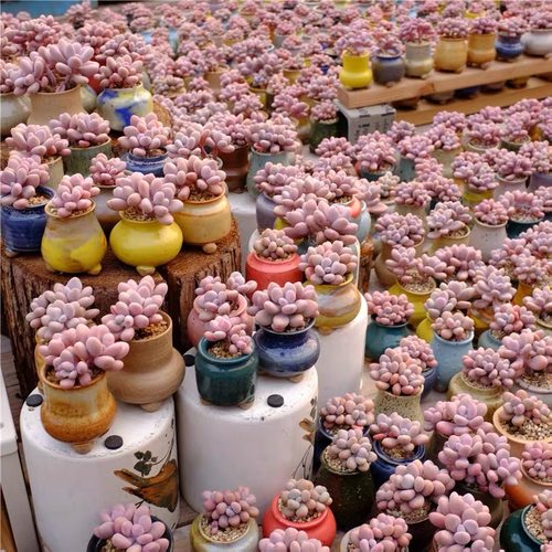 粉色桃蛋一物一拍群生桩多肉植物