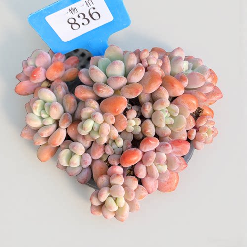 梅家多肉容易养护木糖醇一物一拍