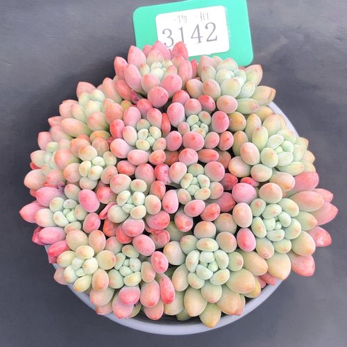 洛可可多肉植物群生多头带盆老桩