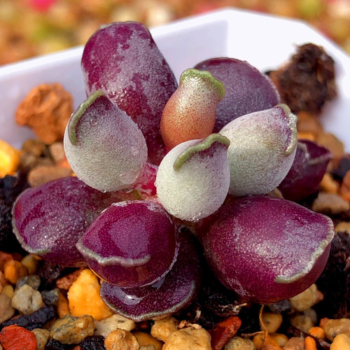 全紫海豹一物一拍水泡