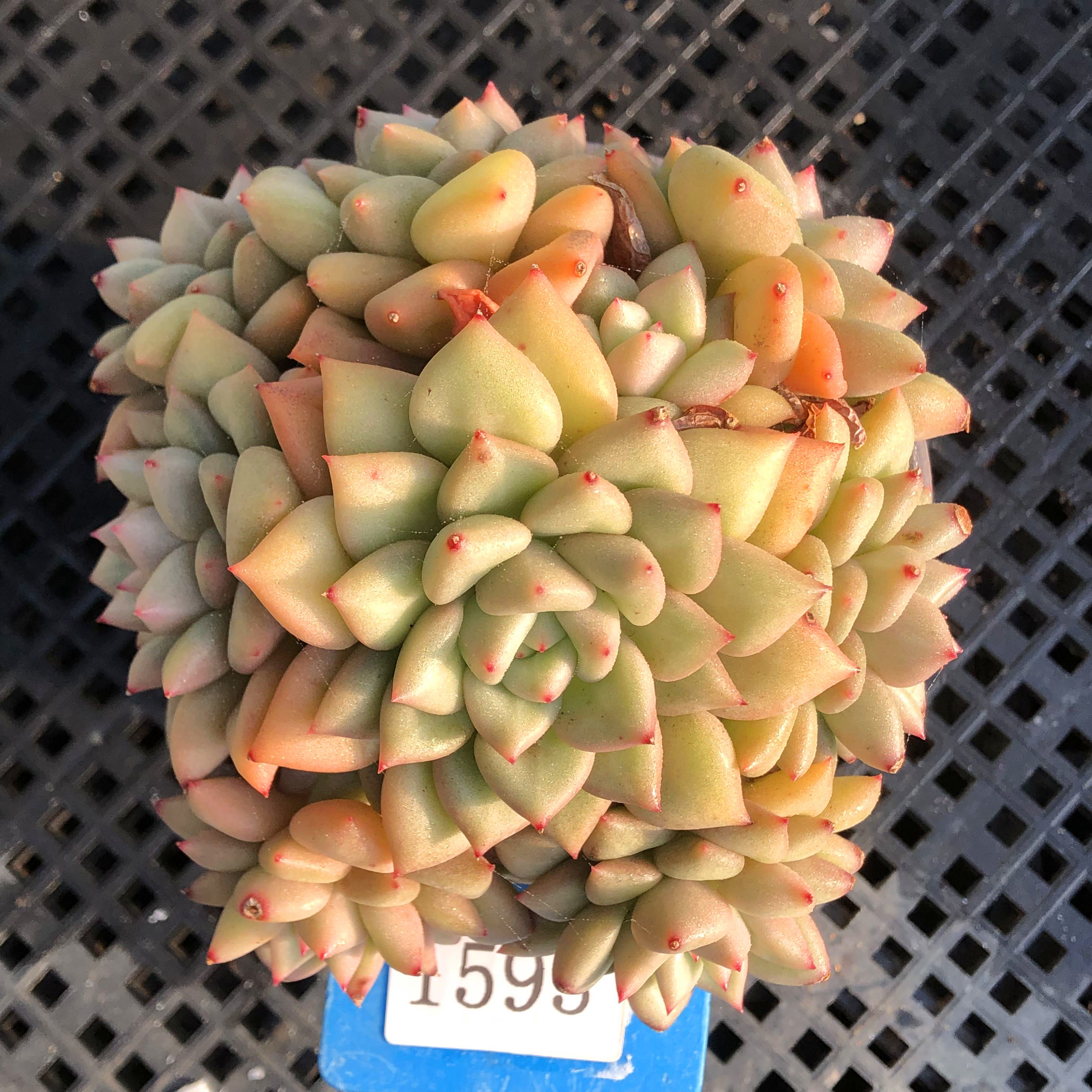 黄金象牙一物一拍玉珠东云多肉植物群生多头老桩高端贵货,鲜花速递/花卉仿真/绿植园艺,多肉植物,淘宝优惠券,粉丝福利购,淘宝优惠卷