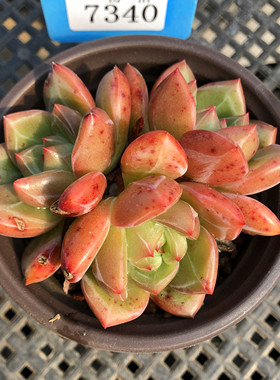 红酒暗纹香槟群生多头一物一拍血斑粉白夜多肉植物糖心38包邮