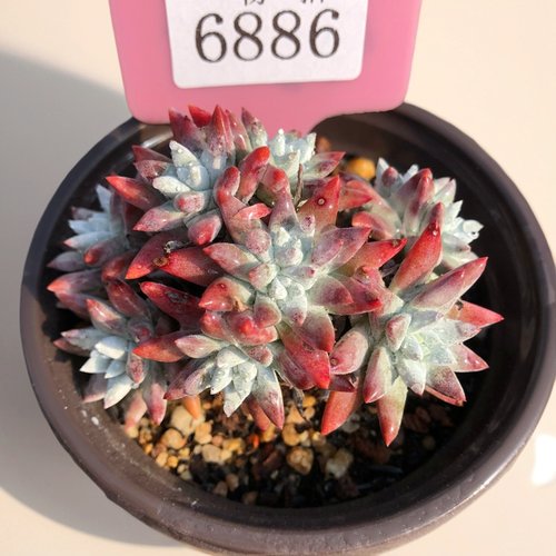 带盆栽好一元一头老桩白菊仙女杯