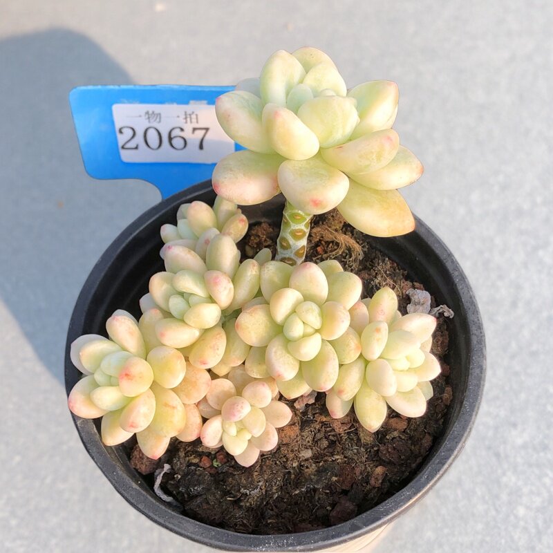 劳尔覆轮锦一物一拍自然多头群生造型老桩带香味果冻爆盆花卉垂吊 - 实物图