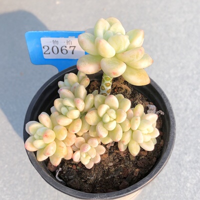 劳尔自然锦一物一拍覆轮锦