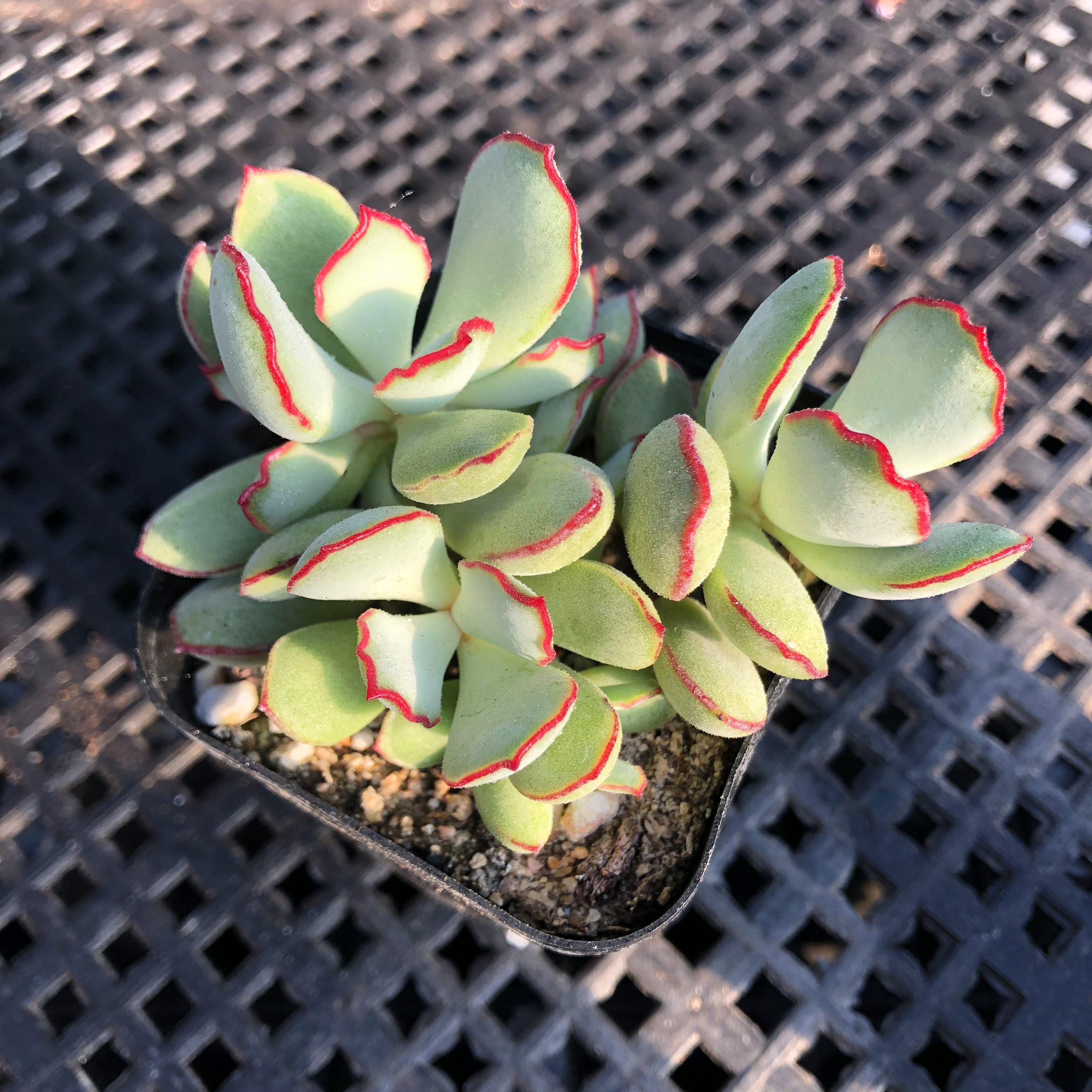 巧克力线多肉植物群生多头爆盆栽花卉爆盆创意防辐射办公桌