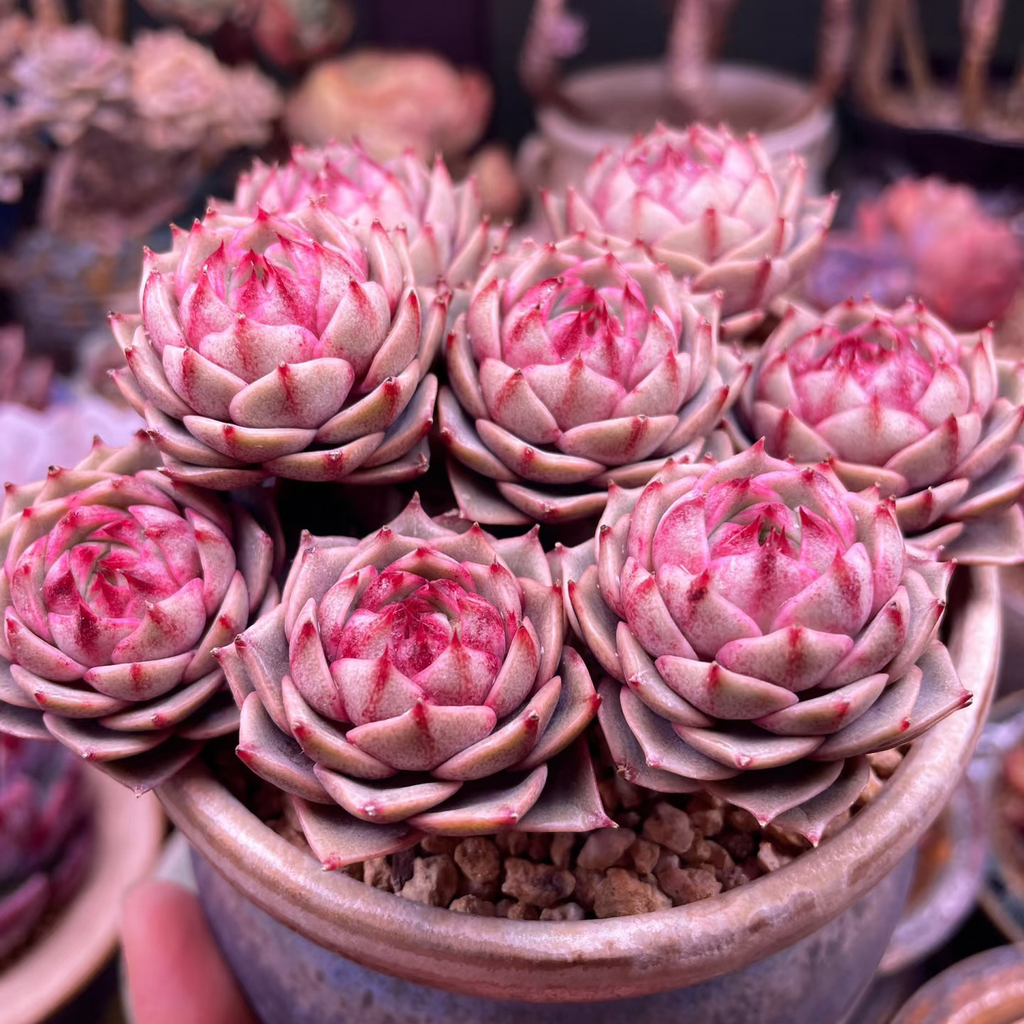 苯巴蒂斯多肉一物一拍群生多头老桩果冻粉花卉园艺造型盆栽组合