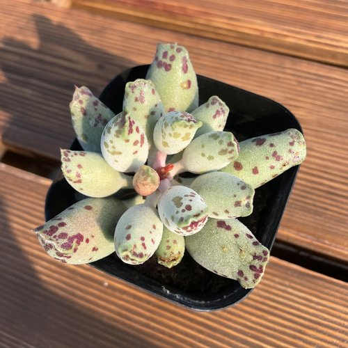 海豹多肉一物一拍白肌欧紫丸叶