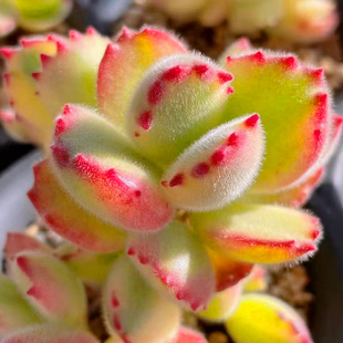 白熊童子老桩一物一拍黄绿熊多肉植物胭脂熊多头群生掌爪超大盆栽