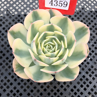 玉蝶覆轮锦一物一拍雨蝶群生多头老桩多肉植物小盆栽绿植新手花卉